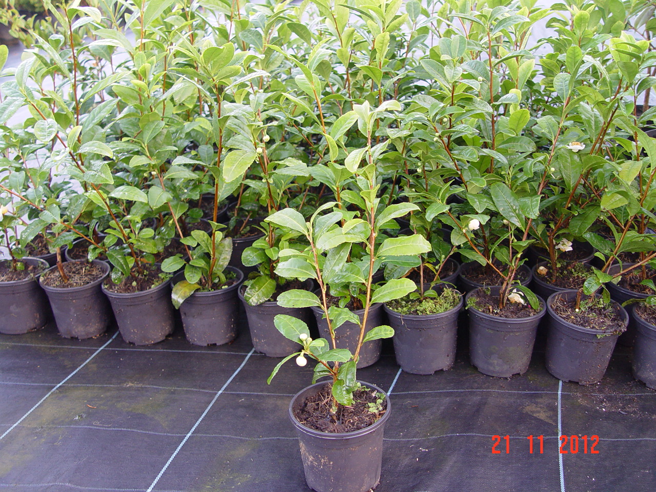 Camellia sinensis, La planta del Té, en Plantamus.
