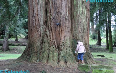 Las Gigantes del Bosque. Sequoia sempervirens.