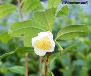 La Planta del Té. Camelia sinensis