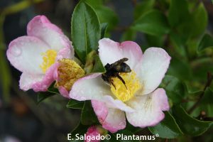 camellia sasanqua versicolor flor con abejorro