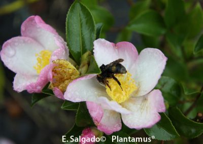 Camellia versicolor