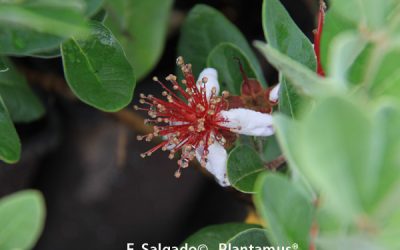 Feijoa, Guayabo de Brasil un perfume con forma de fruta.