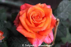 rosal naranja