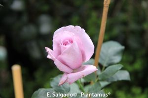 rosal-indigoletta