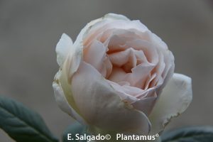 rosal-elvis-planta