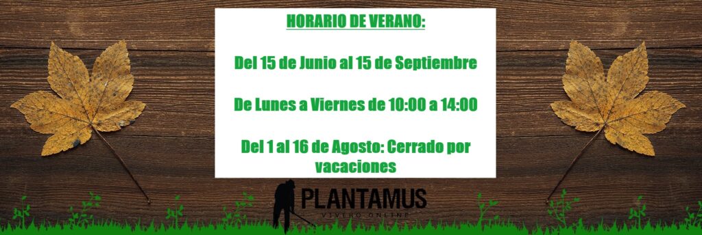 Horario de verano en Plantamus