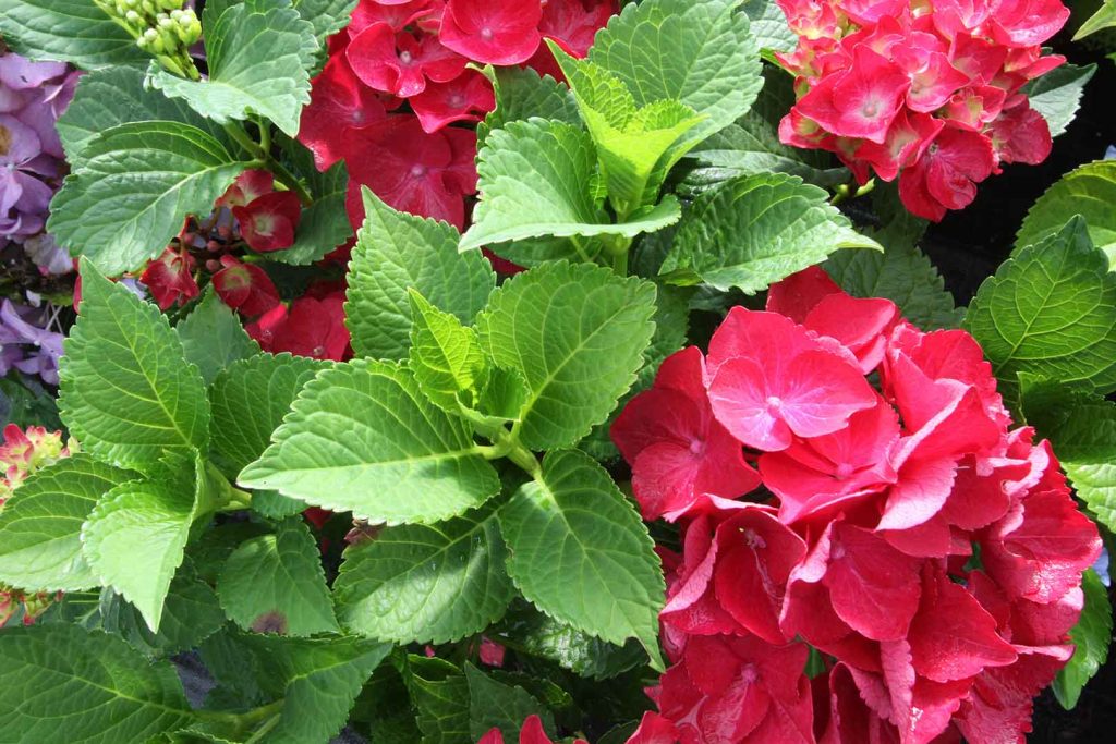 hortensia-hot-red-flor