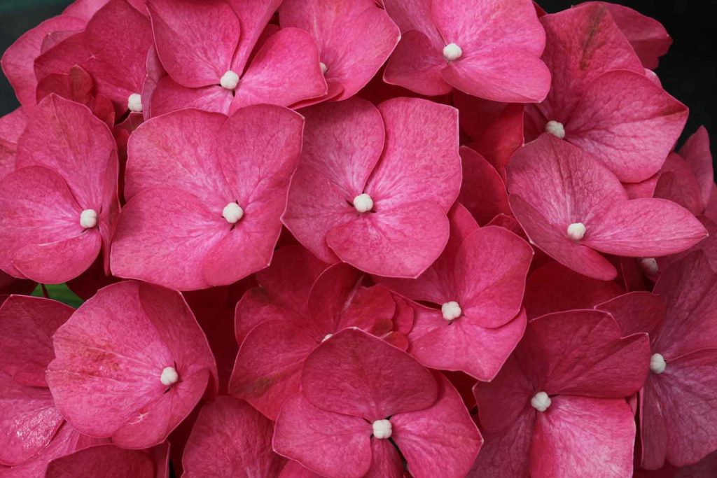 hortensia-leuchetfeuer-flor