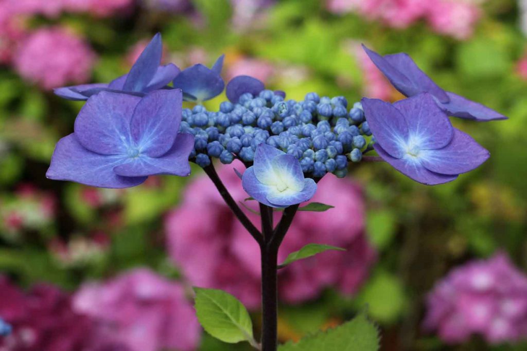 hortensias-teller-blue-flor