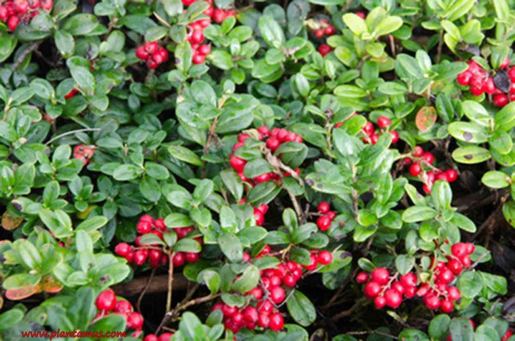 planta de arandanos rojos