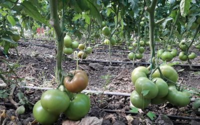 Abono para tomates. Como conseguir plantas y frutos sanos y sabrosos