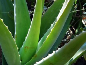 Aloe Vera plantas suculentas. Cuidados