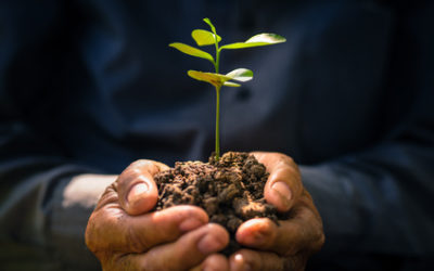 Tipos de plantas: Cómo identificarlas de forma fácil y rápida.