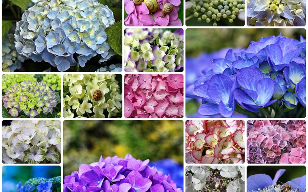 Aprende a Plantar hortensias en tu jardín o en maceteros