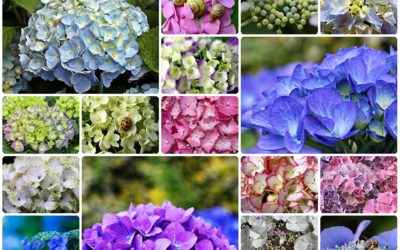 Aprende a Plantar hortensias en tu jardín o en maceteros