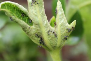 Que plagas controla el Jabón potásico insecticida