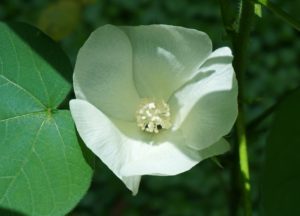 El algodon tambien se puede encontrar dentro de las semillas de flores