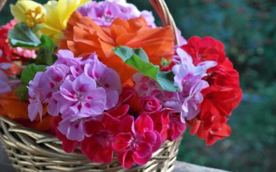 7 semillas de flores que podemos sembrar en invierno