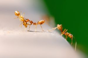 Las hormigas una de las siete plagas de importancia en nuestro jardín
