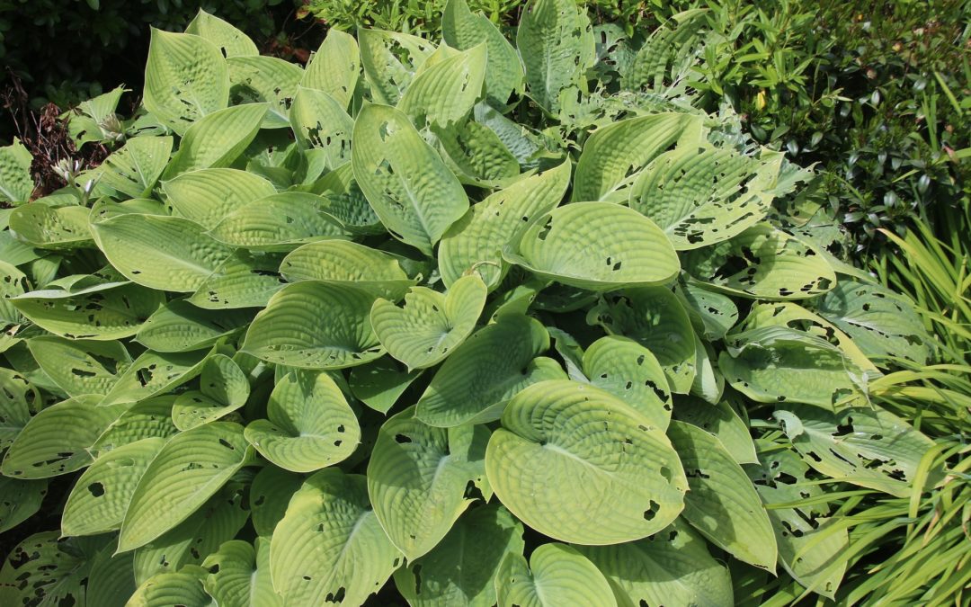 Las plagas que pondrán en alerta tu jardín casi seguro