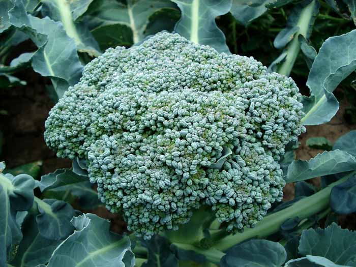 El brócoli en el Calendario de siembra de hortalizas