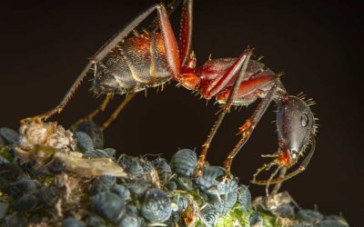 Fumagina, ¿Qué es y cómo controlarla?