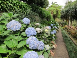 Plantar hortensias y sus abonos para dar color