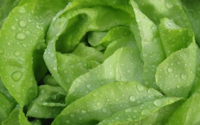 9 Tipos de lechuga para cultivar tu huerto todo el año