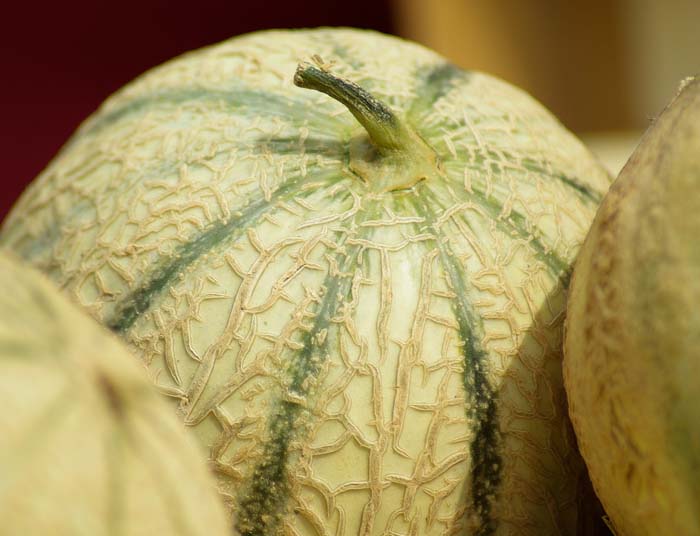 el melón en el calendario de siembra de hortalizas