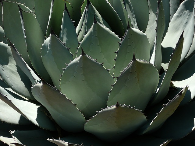 Plantas suculentas. Cuidados que necesitan para estar sanas