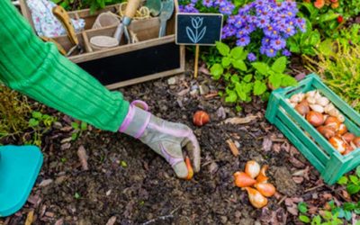 Como plantar tulipanes en el jardín o en macetas para tener éxito.