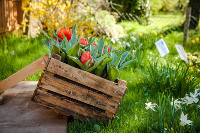 plantar tulipanes holandeses