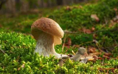 Recetas con Boletus para disfrutar y sorprender.