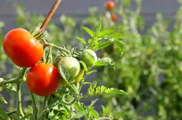 tomates de cultivo ecologico sin araña roja