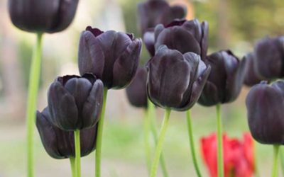 El tulipan 5 diferentes para que plantes en tu jardín o macetas