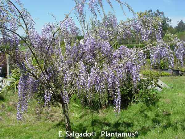 wisteria sinensis venta de plantas