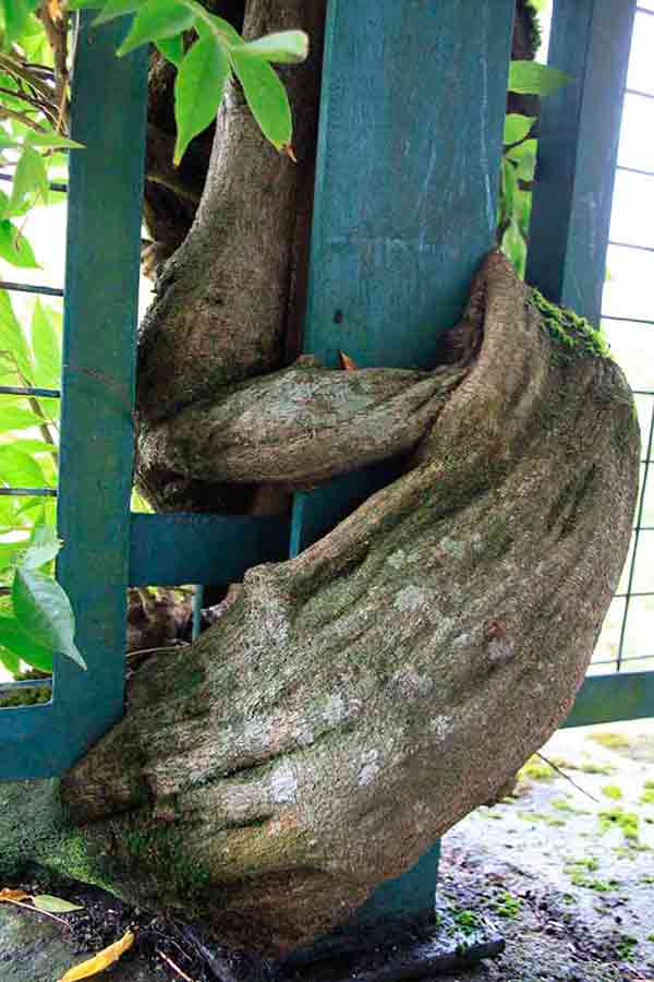 wisteria sinensis tronco pergola