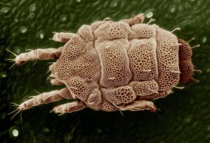 Los ácaros son una de las siete plagas mas diminutas