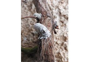 Cultivos afectados por Cochinilla algodonosa
