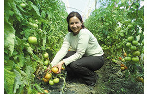 Plantar tomates, su mantenimiento en el huerto