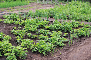 Cultivos asociados al Plantar ajos