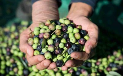 Abonado del olivo. Evita olivos pequeños y reconoce los síntomas de deficiencia.