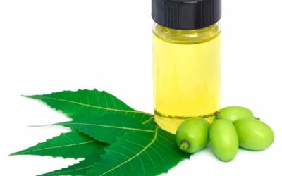 Aceite de neem o nim…un insecticida sin igual ¡Plantamus!