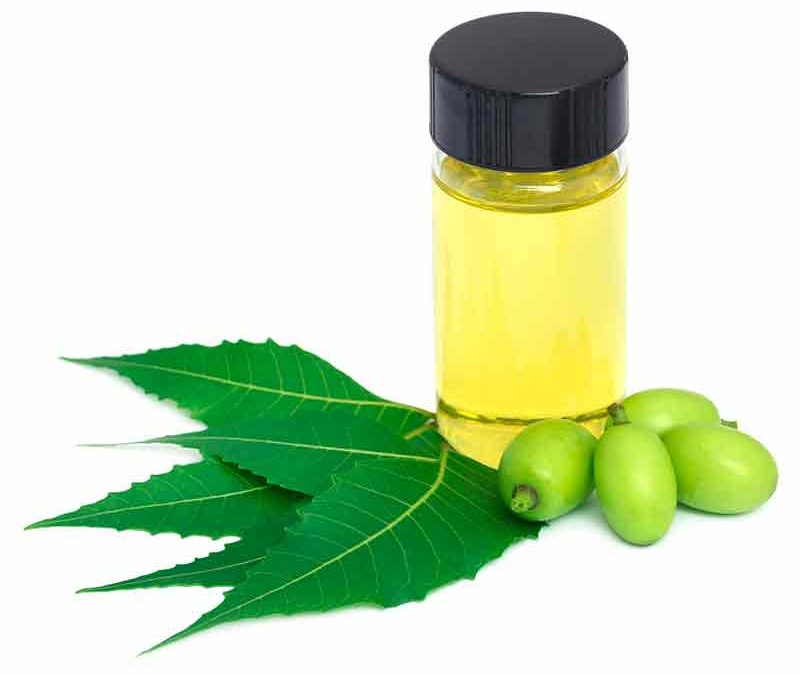 Aceite de neem o nim…un insecticida sin igual ¡Plantamus!