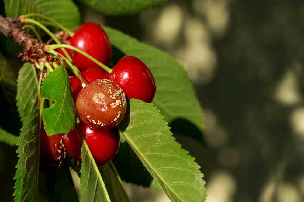 enfermedades de los cerezos botrytis