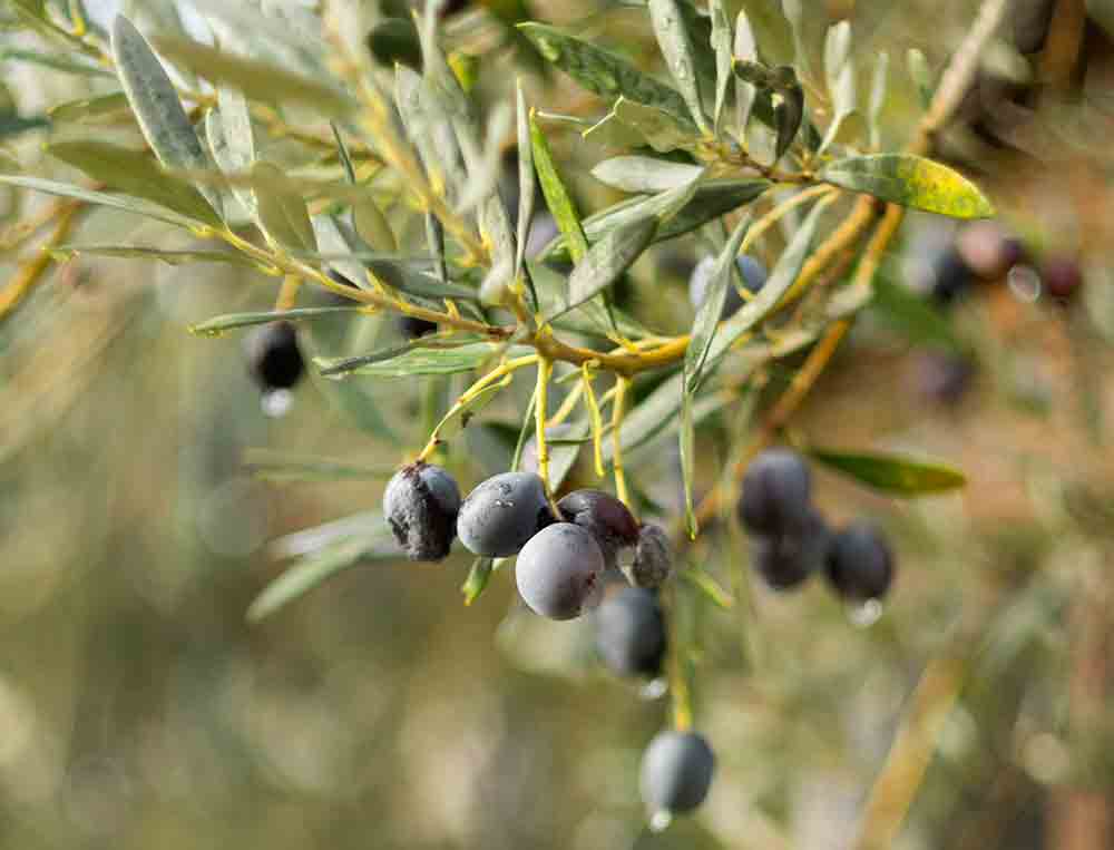 Carencias en olivo