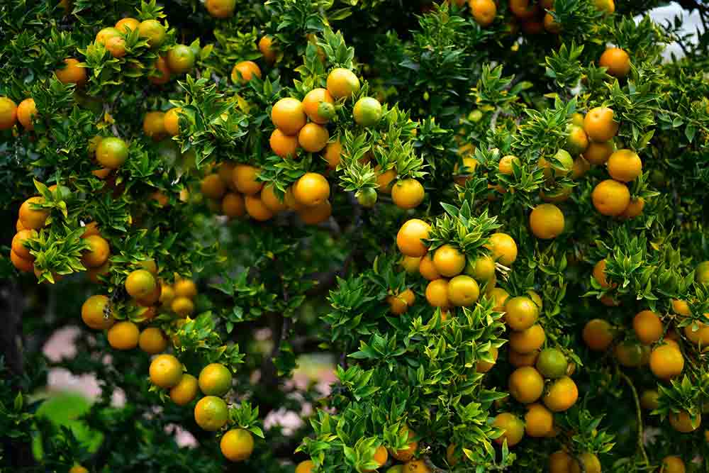 como evitar las enfermedades del naranjo