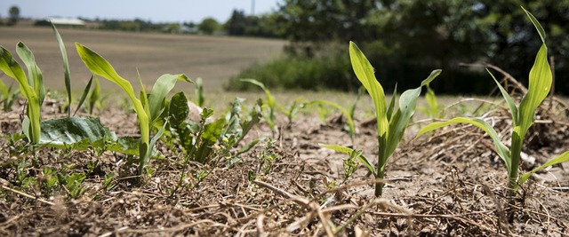 ¿Que cultivos de verano podemos tener en nuestro huerto y cuales son sus labores?
