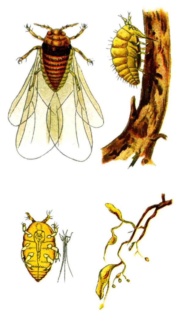 insecto filoxera