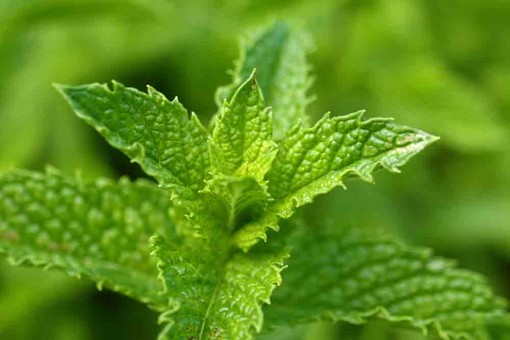 Hierbabuena Planta Aromatica Propiedades Beneficios Cuidados Y